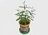 Набор для выращивания растений - Гранат обыкновенный  - миниатюра №2
